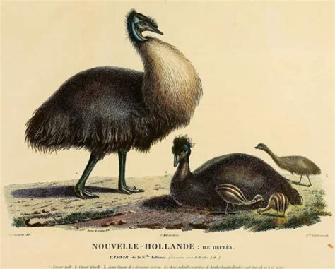 King Island Emu Facts Diet Habitat And Pictures On Animaliabio