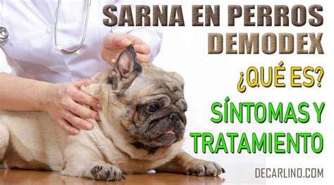 ֍ Sarna En Perros Demodex Síntomas Y Tratamiento Demodicosis