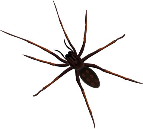Spider Vector Png