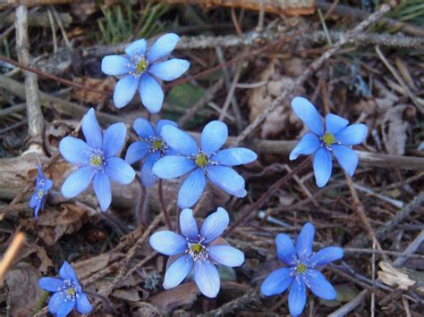 Free Images Hepatica Nobilis Liverwort Liverleaf Flower Blue