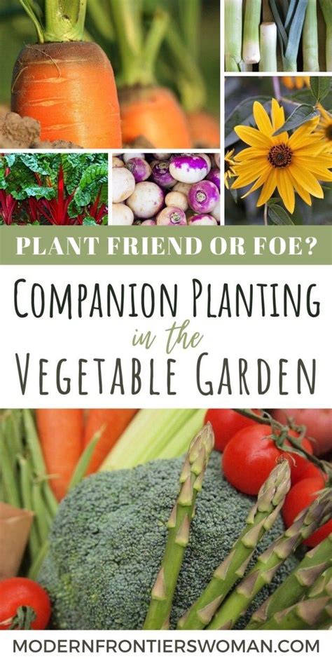 Plant Friend Or Foe Companion Planting In The Vegetable
