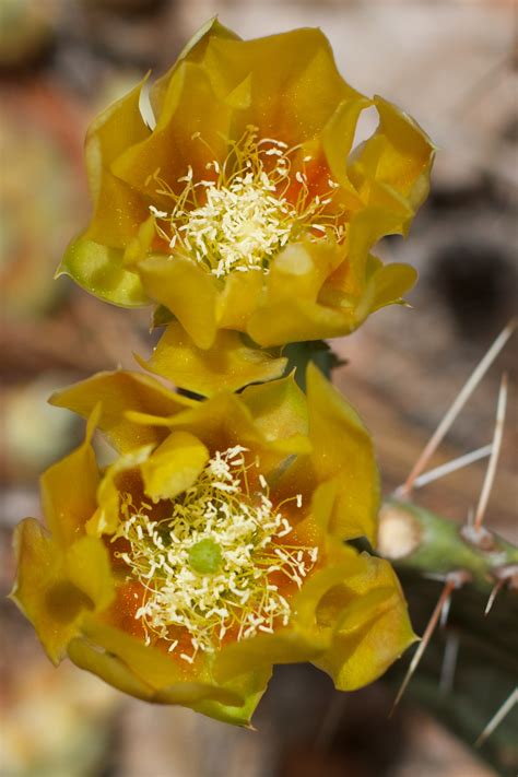 images gratuites fleur cactus pétale produire botanique jaune flore macrophotographie