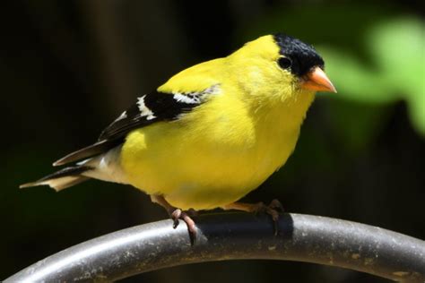 7 Common Yellow Birds With Pictures Info Pics Nesting And Status