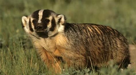 15 Fascinating Facts About Badgers