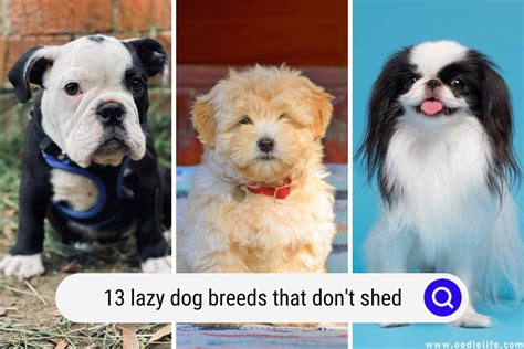 13 Lazy Dogs That Dont Shed Breeds With Photos Oodle Life