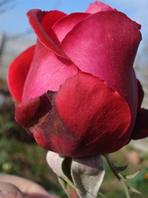 Fotos Gratis Naturaleza Flor Pétalo Amor Rosa Rojo Romántico