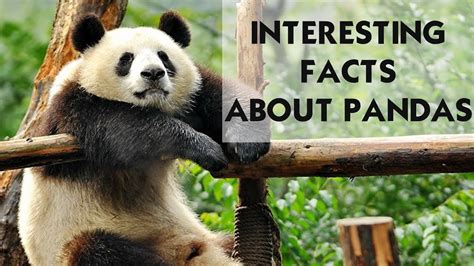 Giant Pandas I Fact Pandas I Detail About Pandas I Panda Animal I