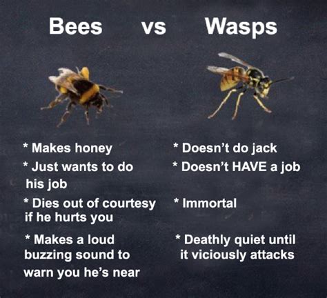 Chaos Unbridled How To Tell The Difference Between Bees And Wasps