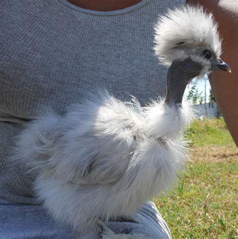 Silkie For Sale Chickens Breed Information Omlet