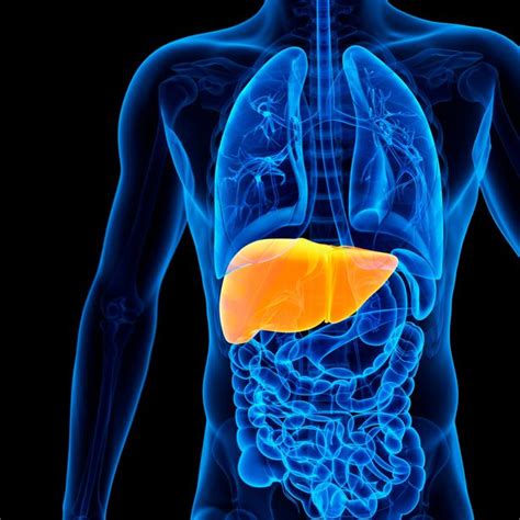 Liver Disease Deaths Up By 500 During Pandemic Due To Extra Lockdown