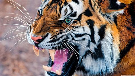 1920x1080px Free Download Hd Wallpaper Bengal Tiger Animals Roar