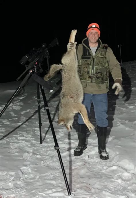 Hunting Coyotes At Night 8 Proven Strategies For Success