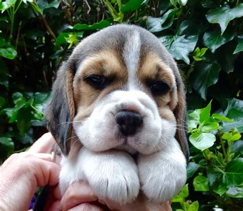 Sunshine acres beagle puppies, monroe, nc some of our coats have improved the beagle fur greatly, many khaki pups have soft yet short fur that is slick and barely comes out, mainly only during. Gorgeous KC registered Beagle Puppies for sale | Derby ...