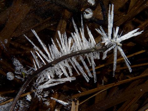 Ice Crystals On Stem Dendroica Cerulea Flickr
