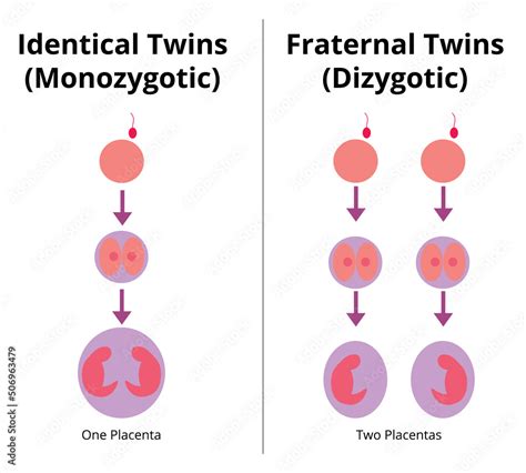 difference between identical and fraternal twins monozygotic and dizygotic twins vector