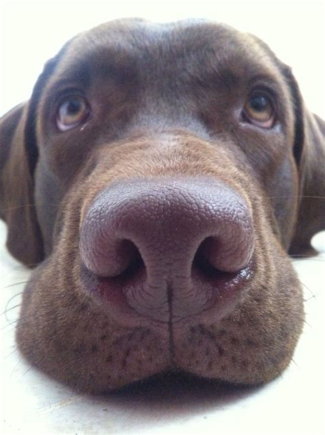 The Most Beautiful Nose I Love Dogs Dog Love Dogs