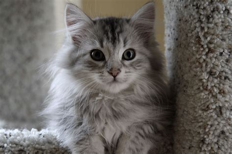 Maybe you would like to learn more about one of these? Image - Gray fluffy cat.png | Cats Wiki | Fandom powered ...