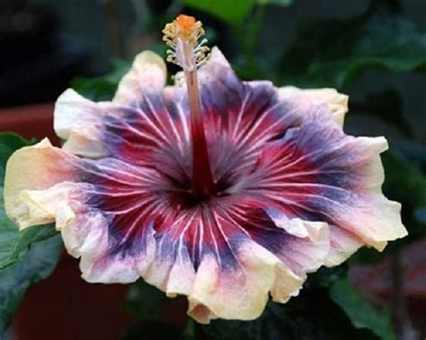 How To Grow Vibrant Hibiscus Artofit