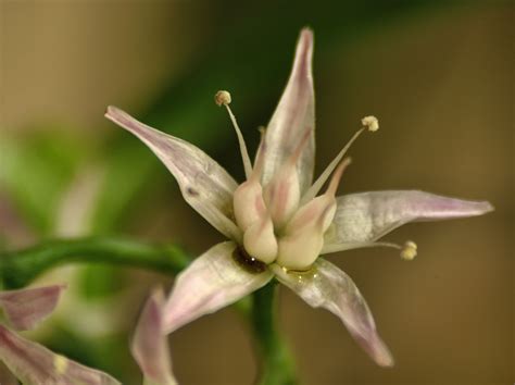 Jade Flower Dblarrows Blog