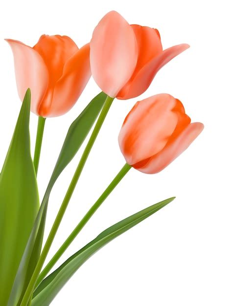 Tres Hermosos Tulipanes Aislados En Blanco Vector Premium