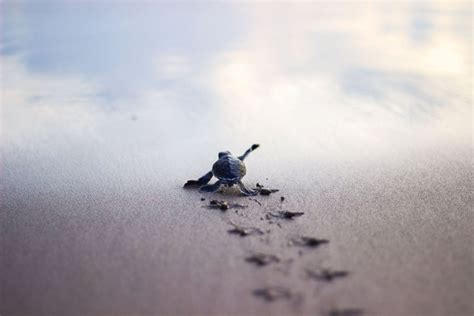 Baby Sea Turtle Land And Life Foundation