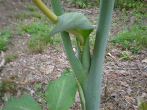 Wild Plant Trying To Identify Safe To Eat Yard Arkansas Ar