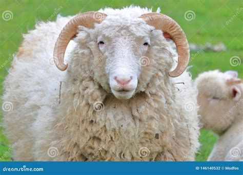 Close Portrait Of White Sheep With Horns Stock Photo Image Of Field