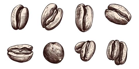 Premium Ai Image Set Of Coffee Beans Illustration