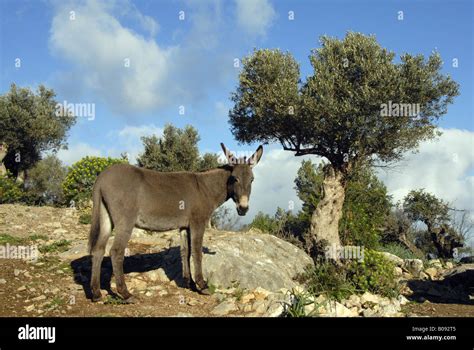 Domestic Donkey Equus Asinus F Asinus Donkey In A Olive Grove