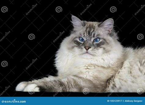 Funny White Fluffy Blue Eyed Cat Isolated On Black Stock Image Image