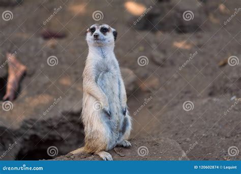 Meerkat Suricata Stands Near His Den At The San Diego Zoo In California