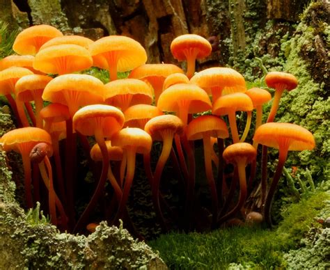 Orange Mycena Massachusetts Mushrooms ·