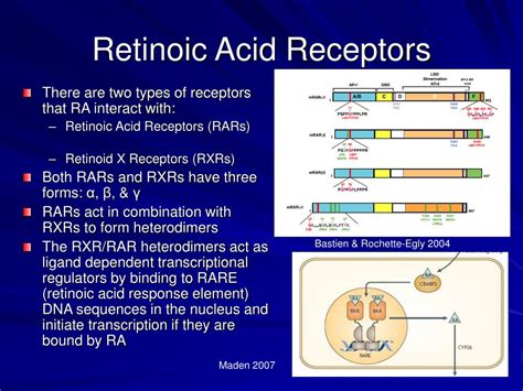 Ppt Retinoic Acid Receptor α Rar α And Its Role In Acute