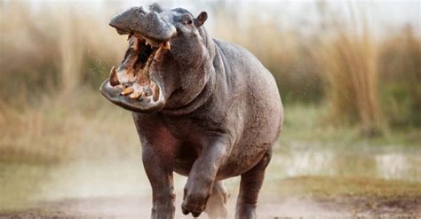 10 Incredible Hippopotamus Facts Wikipoint Wiki Point