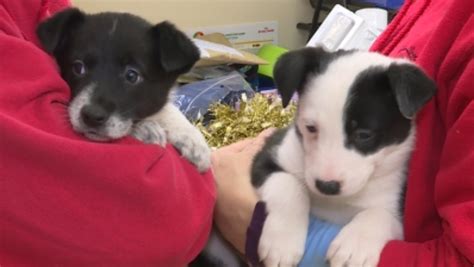 Passing Dog Sniffs Out Abandoned Puppies Itv News West Country