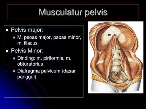 Ppt Anatomi Pelvis Powerpoint Presentation Free Download Id5090490