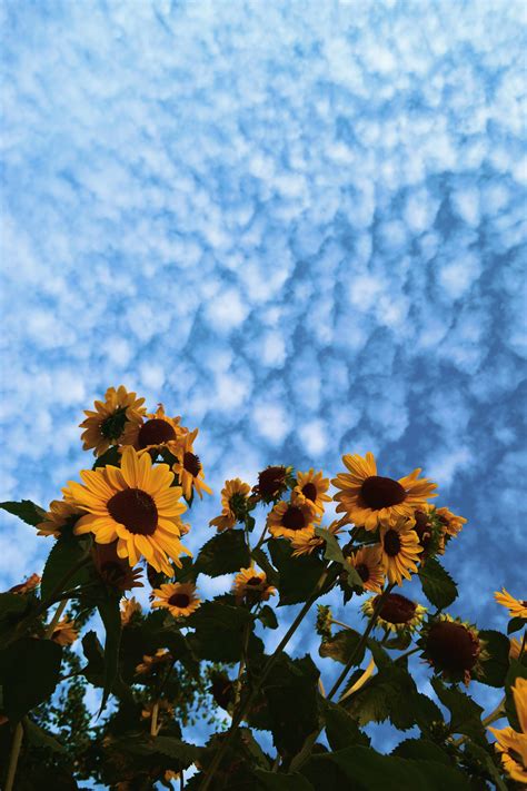 Sunflower Yellow Tumblr Aesthetic Wallpapers Bigbeamng
