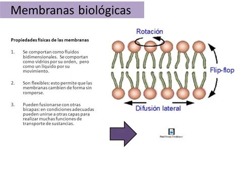 Membranas Biológicas Las Membranas Celulares Rodean Delimitan Dan