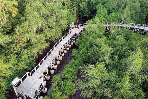 5 Wisata Hutan Mangrove Di Indonesia Seru Untuk Dijelajahi