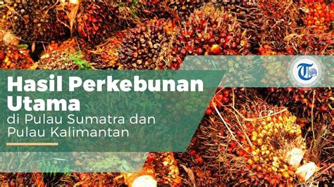 Kelapa Sawit Komoditi Perkebunan Terbesar Di Indonesia Sekaligus Di