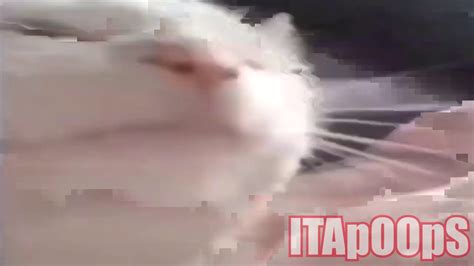 White Cat Jammingvibin To Hollaback Girl Meme Youtube