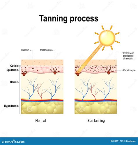Tanning Process. Skin. Human Anatomy Stock Vector - Illustration of