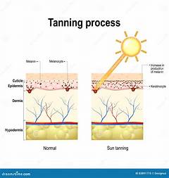 The Science Of Tanning Suntancitys In Depth Look At How Tanning Works