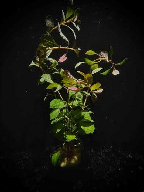 Potted Ludwigia Red Ludwigia Repens Waterscapes Aquatic Plant Nursery