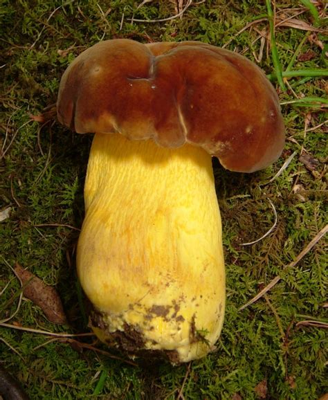 Boletus Auripes Butter Foot Bolete The Bolete Filter