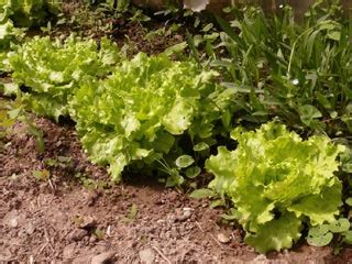 Potager En Septembre Que Planter Semer Et Faire Au Jardin