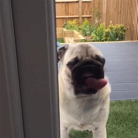 Dog Face Against Glass
