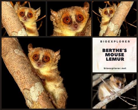 Madame Berthes Mouse Lemur Worlds Smallest Primate Diet Facts