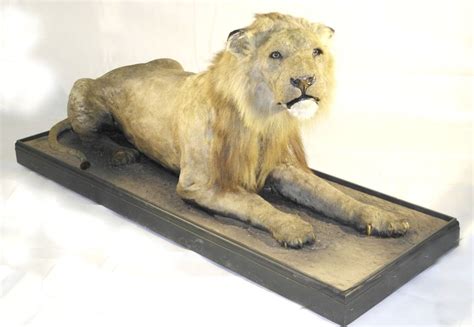 A Rare Victorian Taxidermy Barbary Lion Circa 1870 The Recumbent Lion
