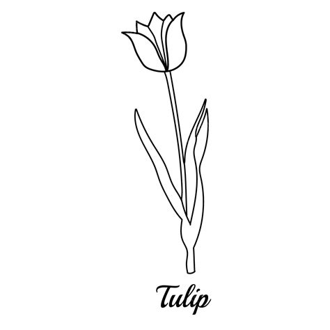 Tulip Vector Hand Drawn Flower Tulip Drawing Flower Drawing Tulip